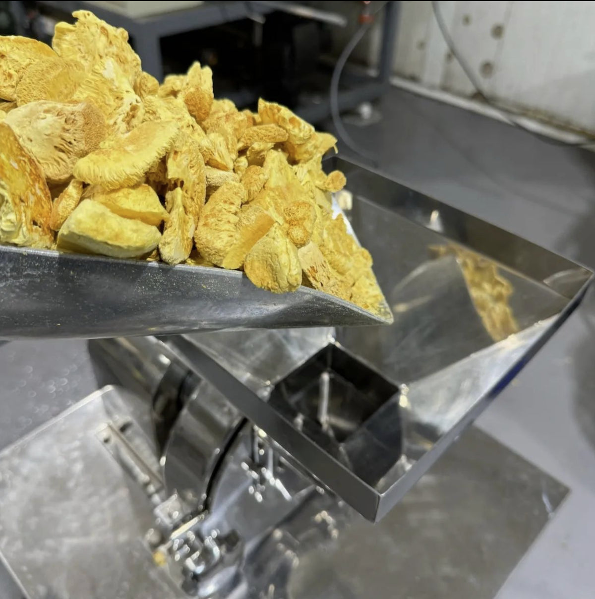Dried Lion’s Mane mushroom pieces being fed into an industrial grinder for milling into extract powder.