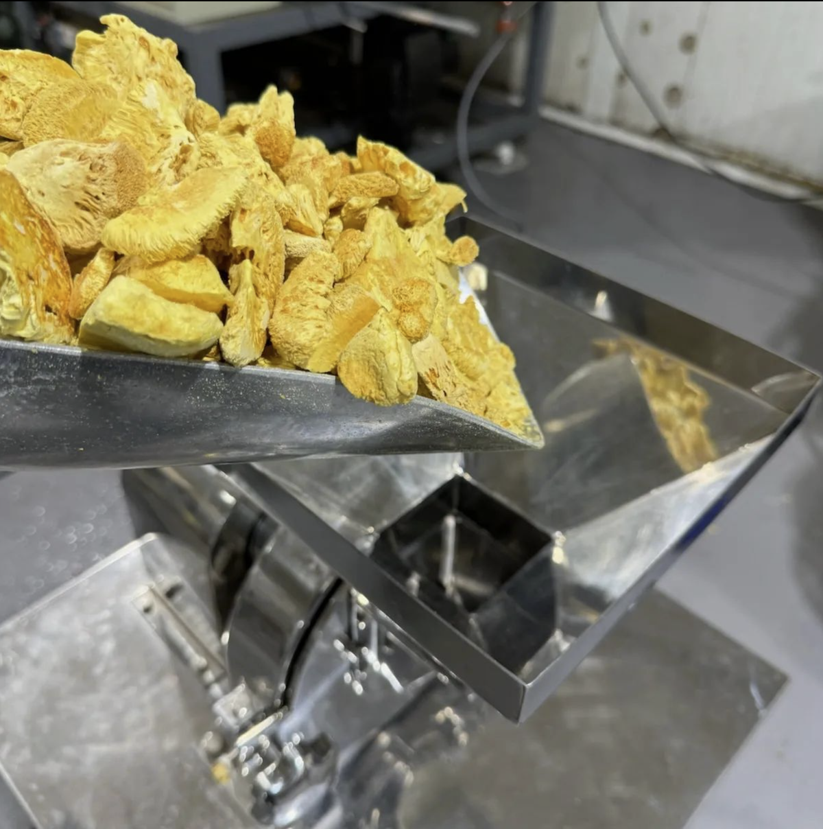 Dried Lion’s Mane mushroom pieces being fed into an industrial grinder for milling into extract powder.