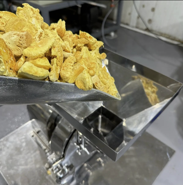 Dried Lion’s Mane mushroom pieces being fed into an industrial grinder for milling into extract powder.