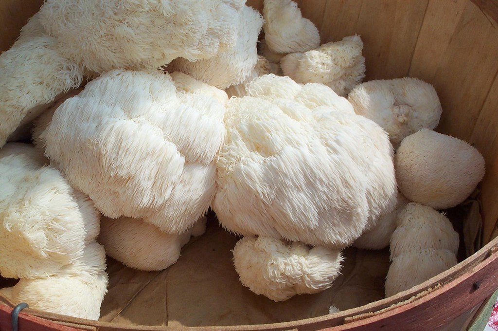 Benefits of Lion’s Mane Mushrooms