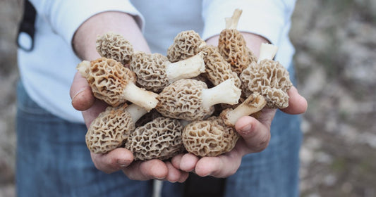 Benefits of Morel Mushrooms for Health and Wellness - Xotic Mushrooms