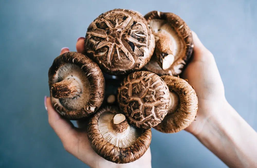 Benefits of Shiitake Mushrooms - A Unique and Healthy Fungi - Xotic Mushrooms