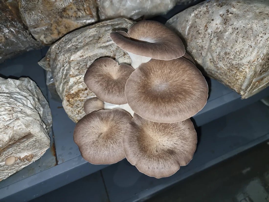 Black Pearl King Oyster Mushrooms for sale - Xotic Mushrooms
