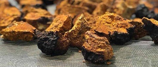 Can Chaga Mushrooms Cure Skin Issues? - Xotic Mushrooms