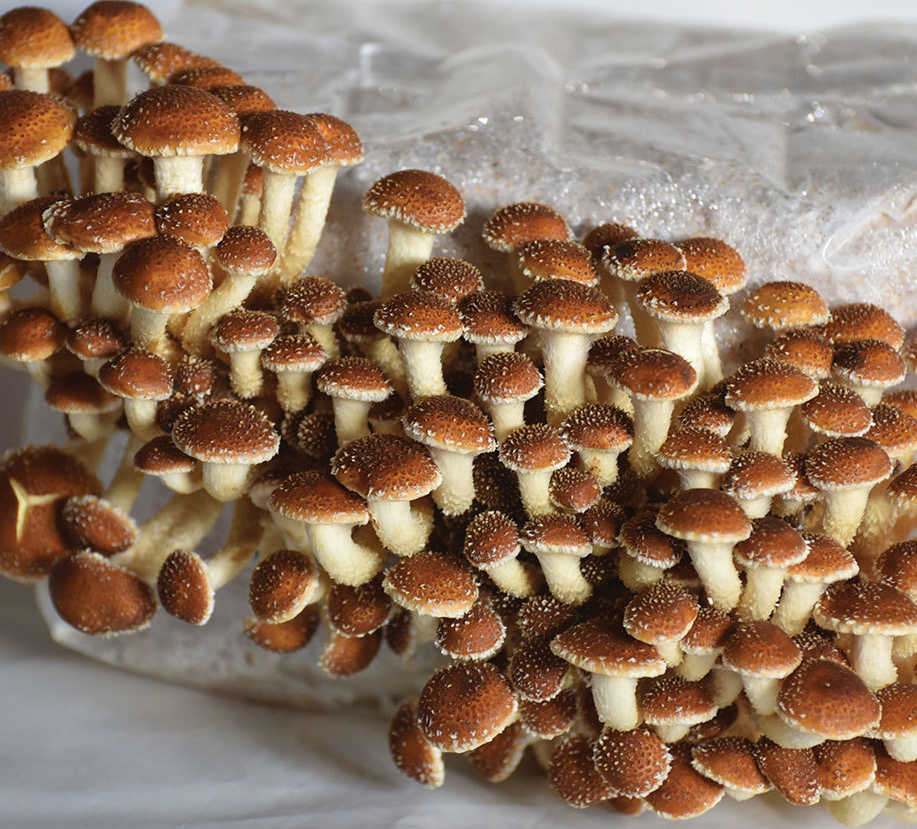 Can Chestnut Mushrooms Be Eaten Raw? - Xotic Mushrooms