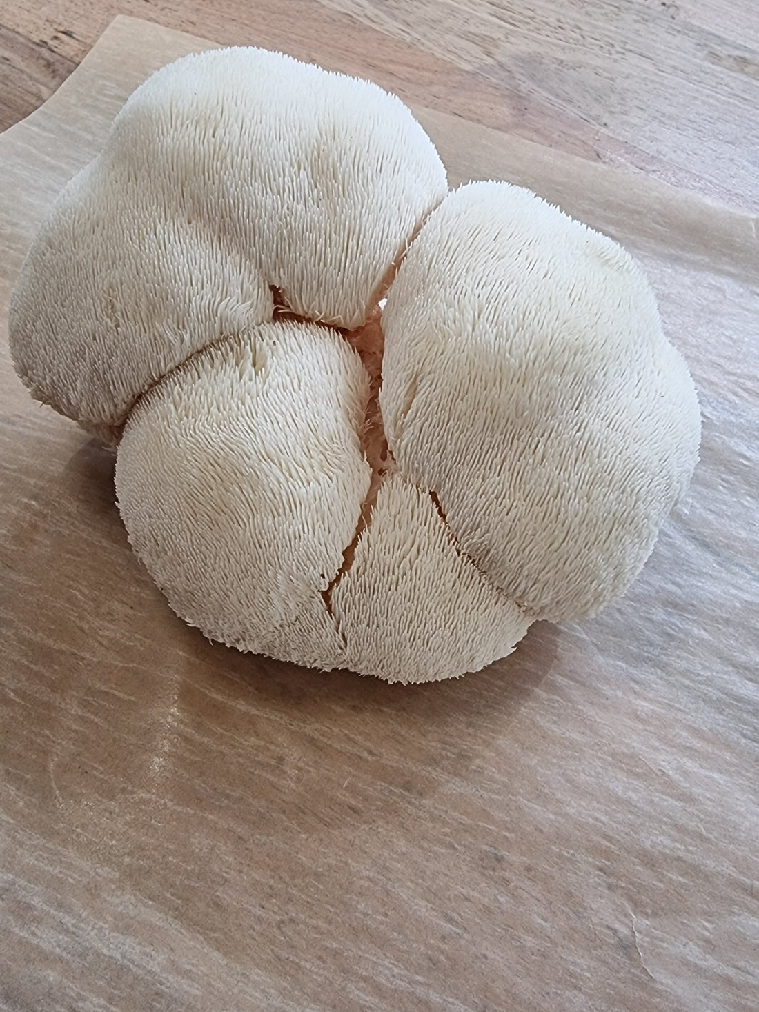 Can Lion's Mane Cure Cancer? - Xotic Mushrooms