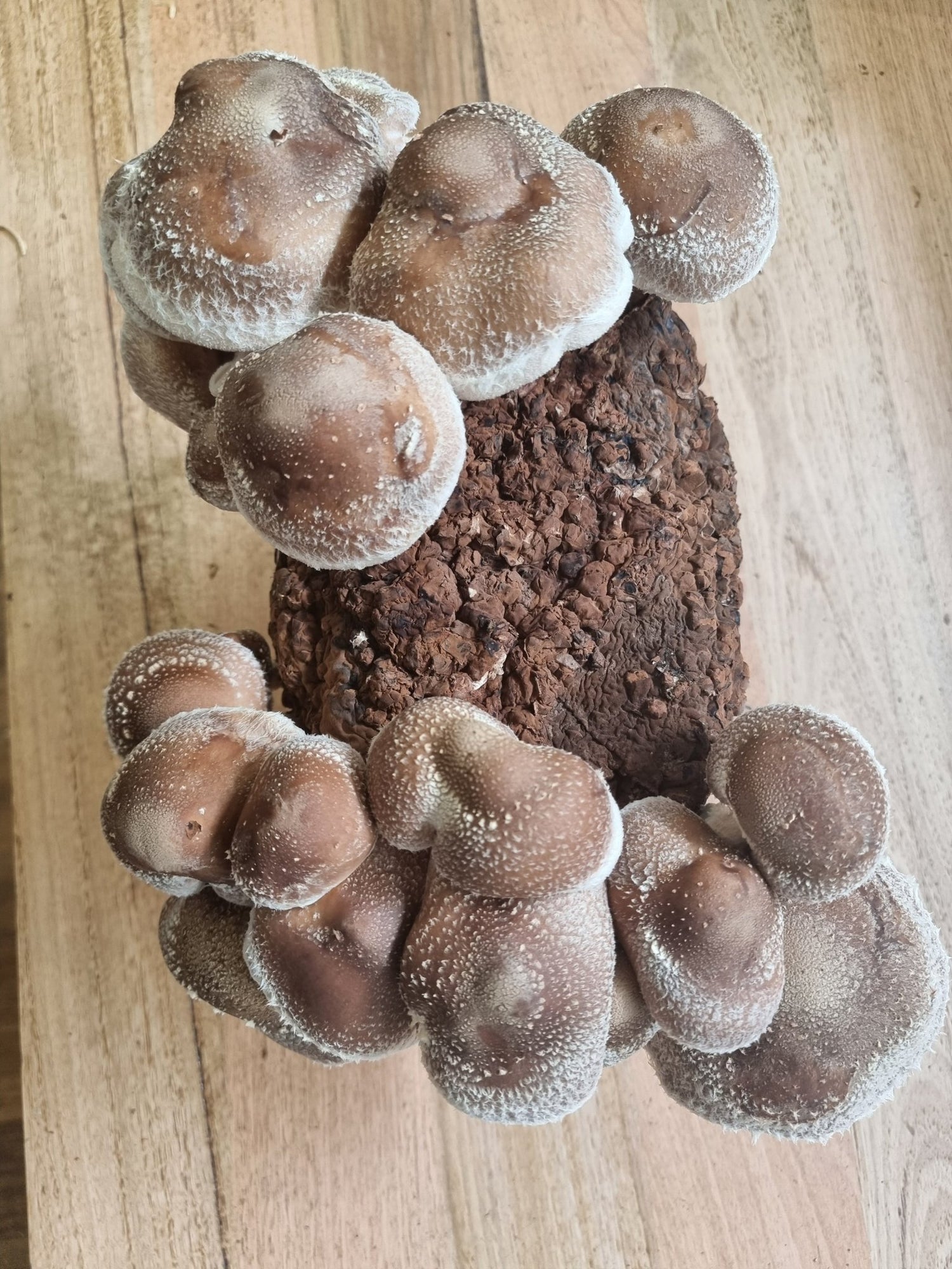 Can Shiitake Mushrooms Be Eaten Raw? Xotic Mushrooms