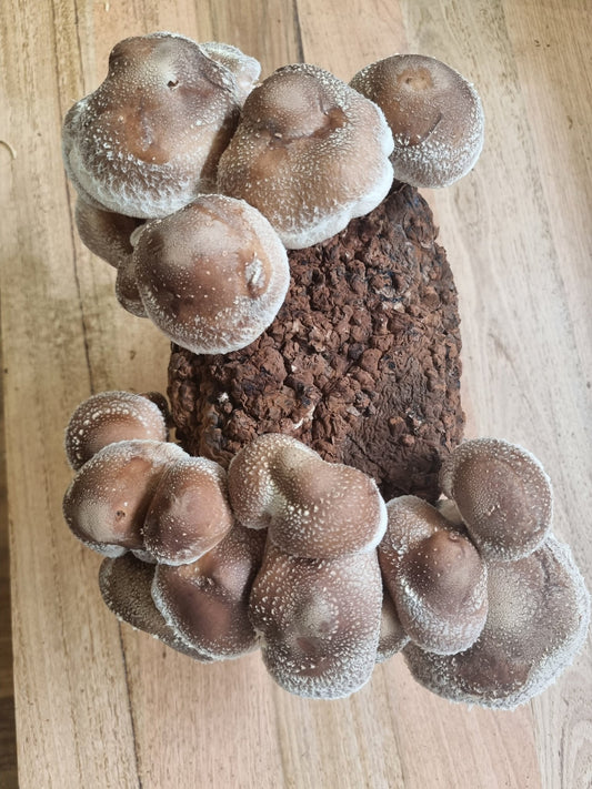 Can Shiitake Mushrooms Be Eaten Raw? - Xotic Mushrooms