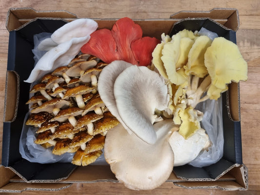 Can You Eat Too Many Mushrooms? - Xotic Mushrooms