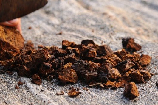 Chaga Dosage: How Much Chaga Should You Take? - Xotic Mushrooms