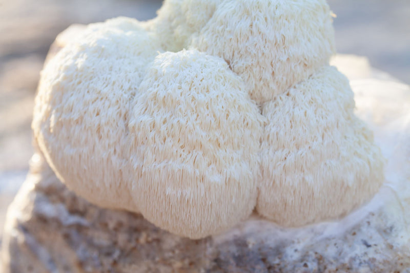 Close-up of fresh Lion’s Mane mushroom fruiting body growing on substrate, showing dense white spines and natural structure used for extract manufacturing.