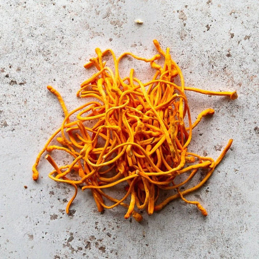 Cordyceps Dangers: Is Cordyceps Militaris Dangerous? - Xotic Mushrooms