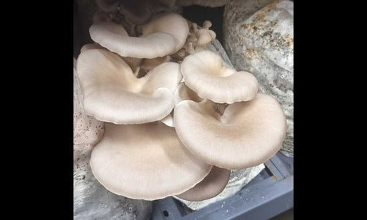 Delicious Butterscotch Oyster Mushrooms for Sale - Xotic Mushrooms