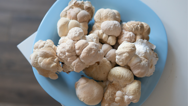 Fresh Lion’s Mane mushrooms displayed on a blue plate, highlighting whole fruiting bodies before processing or extraction.