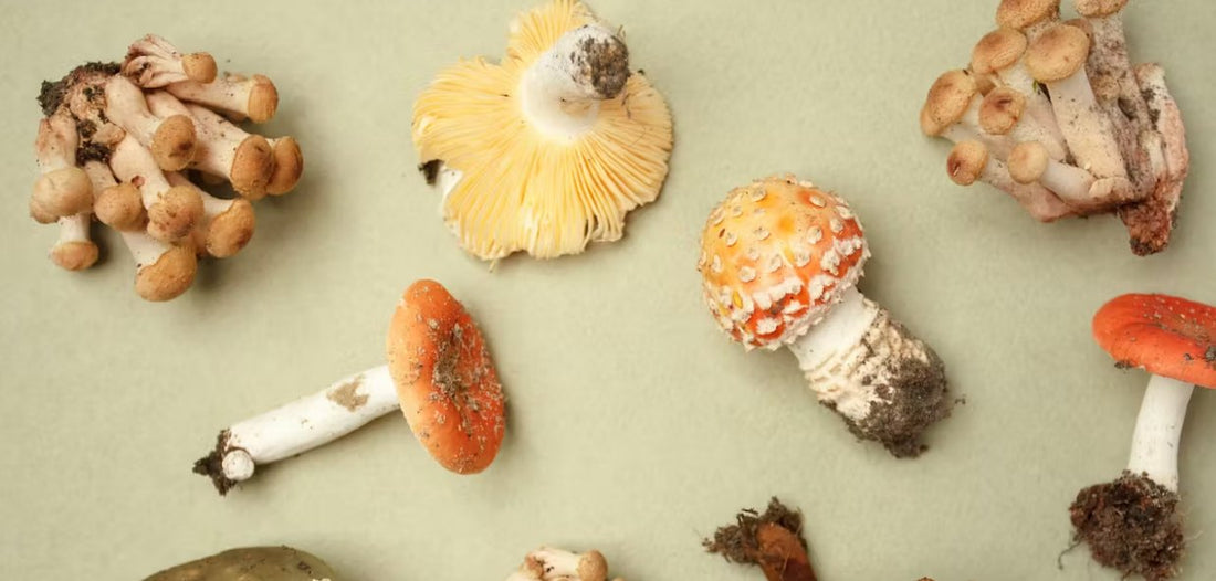Differentiating Poisonous and Edible Mushrooms: A Comprehensive Guide - Xotic Mushrooms