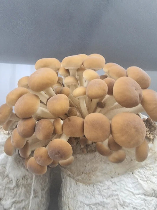 Dispelling Myths and Unveiling Facts About Poppino Mushrooms - Xotic Mushrooms