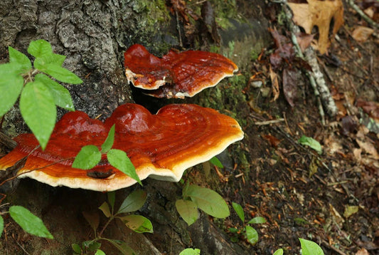 Do Reishi Mushrooms Improve Heart Health? - Xotic Mushrooms