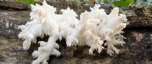 Does Lion’s Mane Affect Dihydrotestosterone (DHT)?