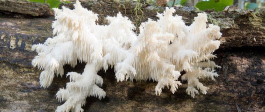 Does Lion’s Mane Affect Dihydrotestosterone (DHT)? - Xotic Mushrooms