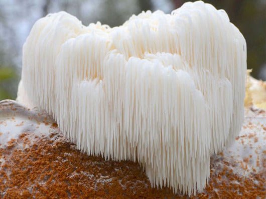 Does Lion’s Mane Lower Blood Sugar Levels? - Xotic Mushrooms