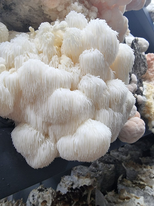 Does Lion's Mane Mushroom Make You Sleepy? - Xotic Mushrooms