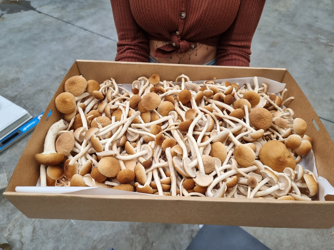 Dried Mushrooms: Buy Dehydrated Mushrooms - Xotic Mushrooms