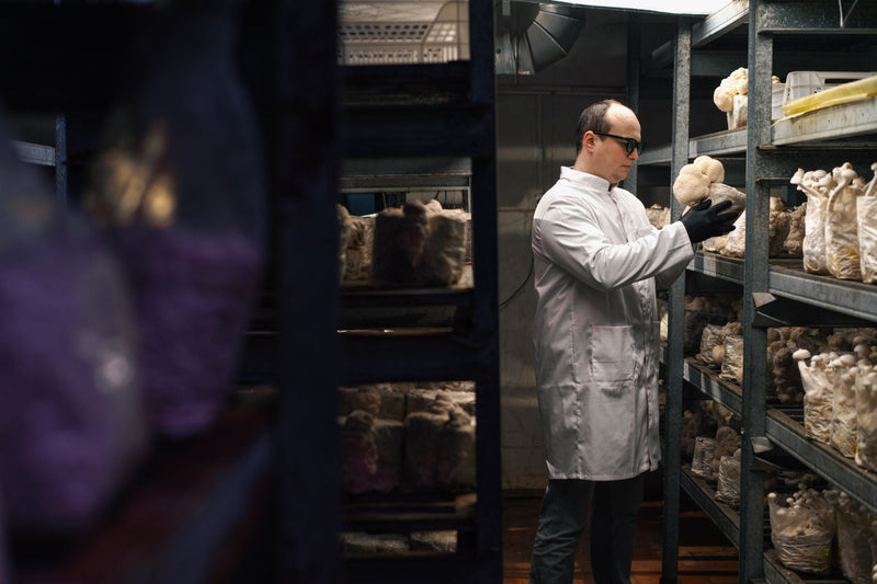 Technician in white lab coat inspecting mature mushrooms on shelving inside controlled grow facility.