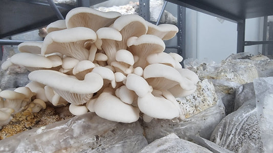 Exploring Mushroom Benefits for Muscle Growth - Xotic Mushrooms