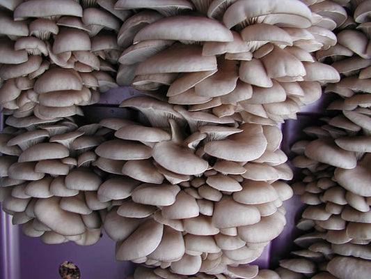 Exploring the Remarkable Benefits of Chocolate Oyster Mushrooms - Xotic Mushrooms