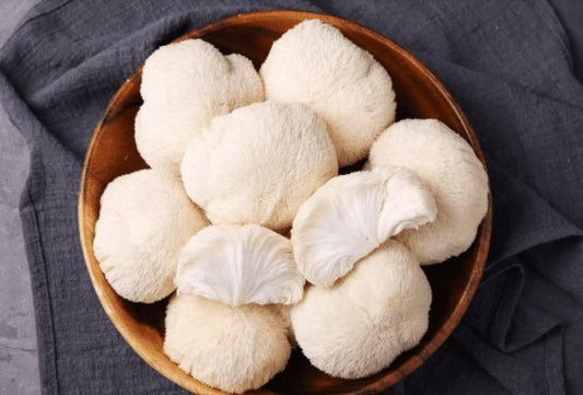 Feast on King of the Fungi: Lion’s Mane Mushrooms for Sale - Xotic Mushrooms