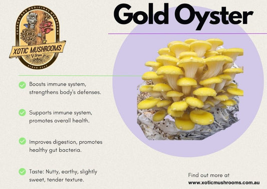 Gold Oyster - Xotic Mushrooms