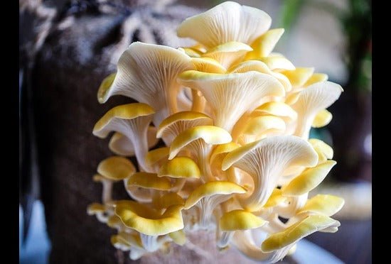 Golden (Yellow) Mushrooms for Sale (Magically Delicious!) - Xotic Mushrooms