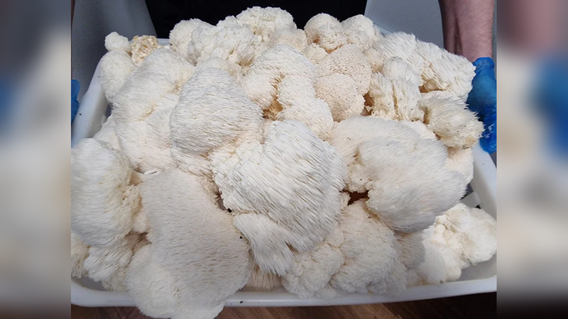 Large white tray filled with freshly harvested Lion’s Mane mushrooms, with blue-gloved hands visible at the edges of the container.