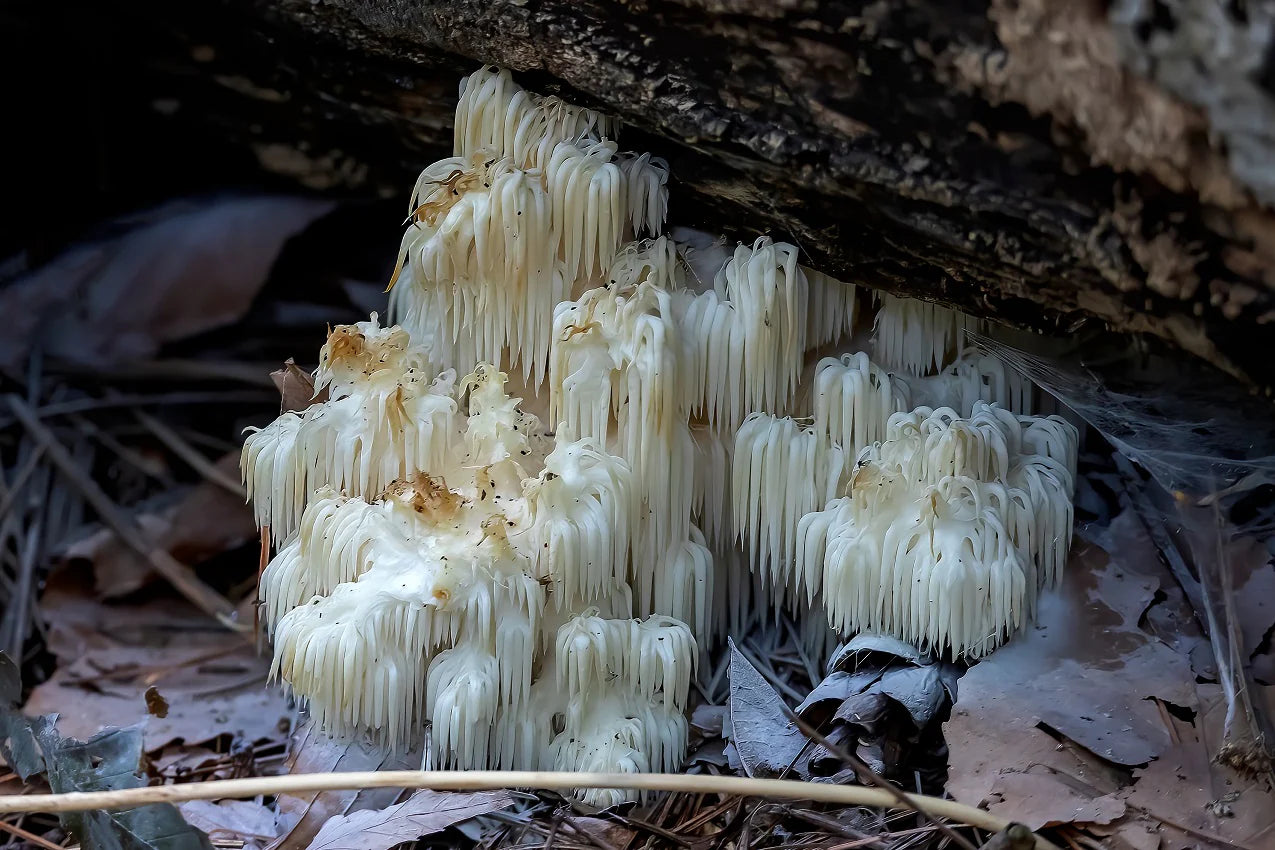 Success Stories: The Life-Changing Effects of Lion’s Mane Mushrooms