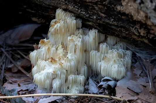 Success Stories: The Life-Changing Effects of Lion’s Mane Mushrooms