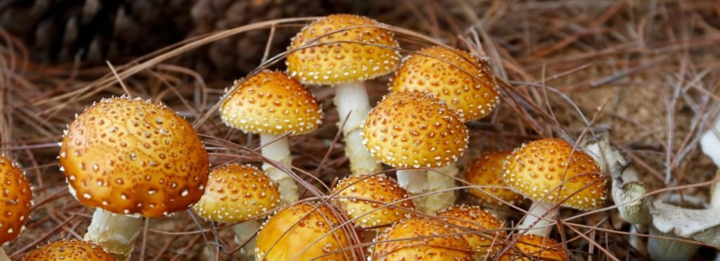 Health Benefits of Eating Chestnut Mushrooms - Xotic Mushrooms