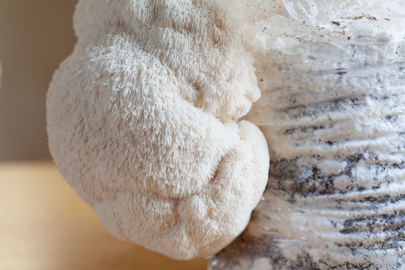 Close-up of a mature Lion’s Mane mushroom fruiting from a substrate bag, showing dense white spines and active growth during commercial cultivation.