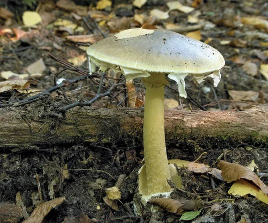 How Poisonous is a Death Cap? - Xotic Mushrooms