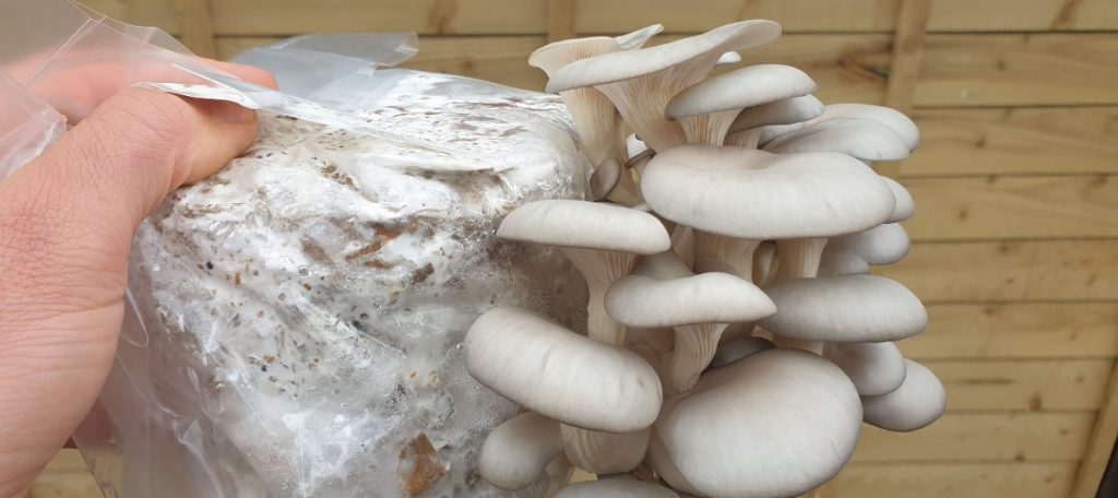 How To Avoid Mould Contamination When Growing Mushrooms - Xotic Mushrooms