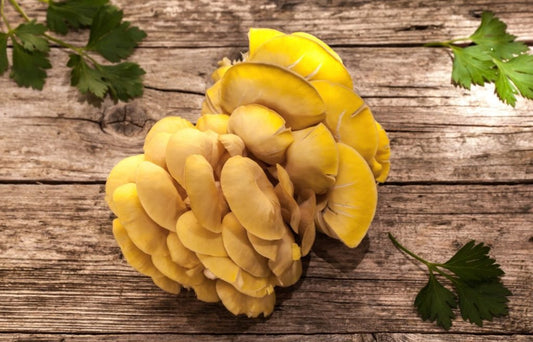 How to Make Crowd-Pleasing Golden Yellow Mushroom Frites at Home! - Xotic Mushrooms