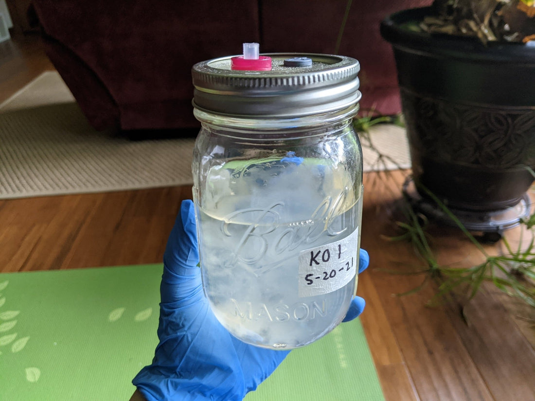How to Properly Store Liquid Culture Syringes or Jars for Successful Mushroom Cultivation - Xotic Mushrooms