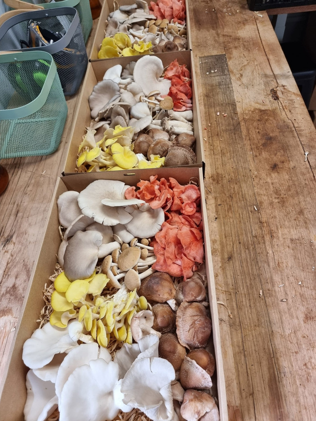 Identifying Edible Mushrooms Safely: A Comprehensive Guide - Xotic Mushrooms