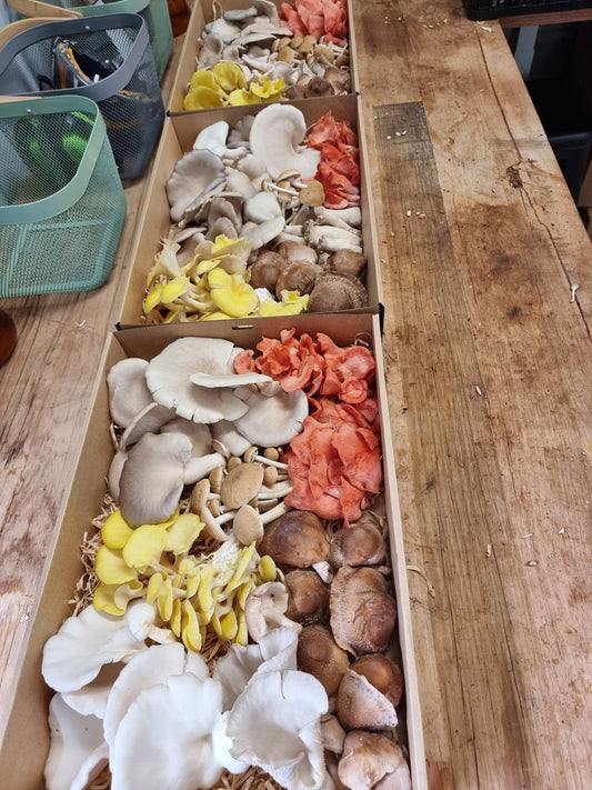 Identifying Edible Mushrooms Safely: A Comprehensive Guide - Xotic Mushrooms