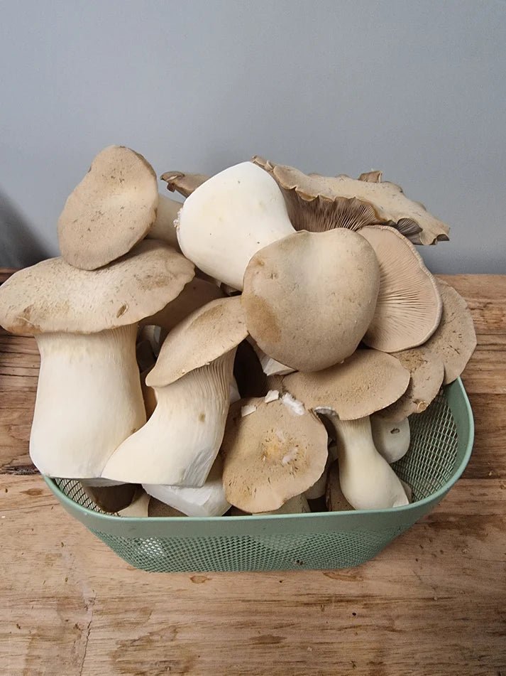 King Brown Oyster Mushrooms for Sale - Elevate Your Culinary Adventures - Xotic Mushrooms