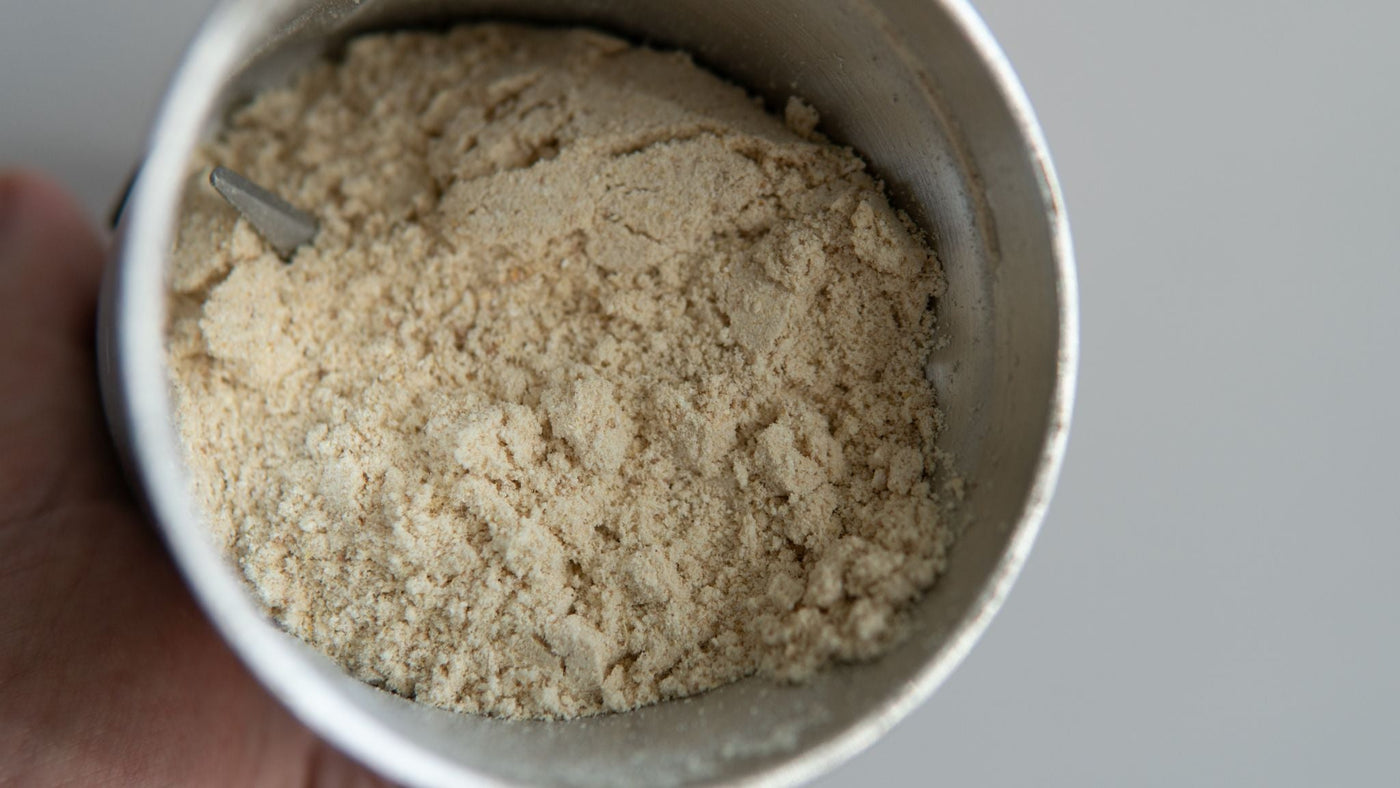 Close-up of finely milled Lion’s Mane extract powder in a metal scoop, highlighting texture and suitability for formulation.