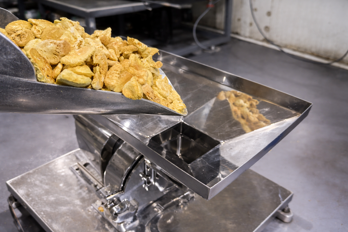 Dried mushroom slices being poured into stainless steel industrial grinder hopper for milling process.