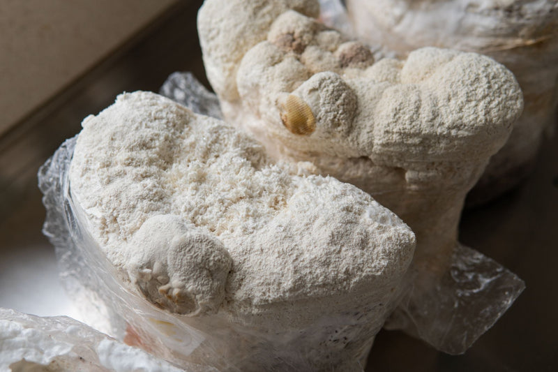 Close-up of Lion’s Mane mushroom fruiting bodies growing from a substrate block wrapped in plastic.