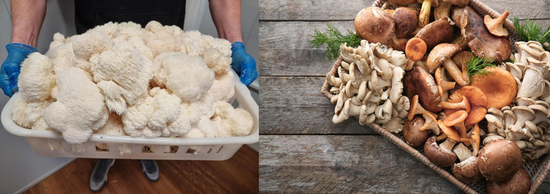 Side-by-side comparison showing a crate of freshly harvested Lion’s Mane mushrooms on the left and a basket of assorted edible mushrooms on a wooden table on the right.