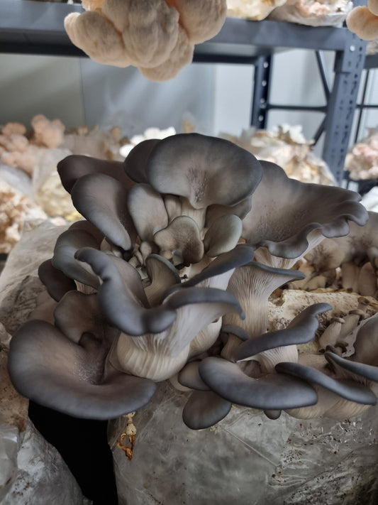 Mushrooms in Cosmetics: Unveiling Their Beauty Benefits - Xotic Mushrooms