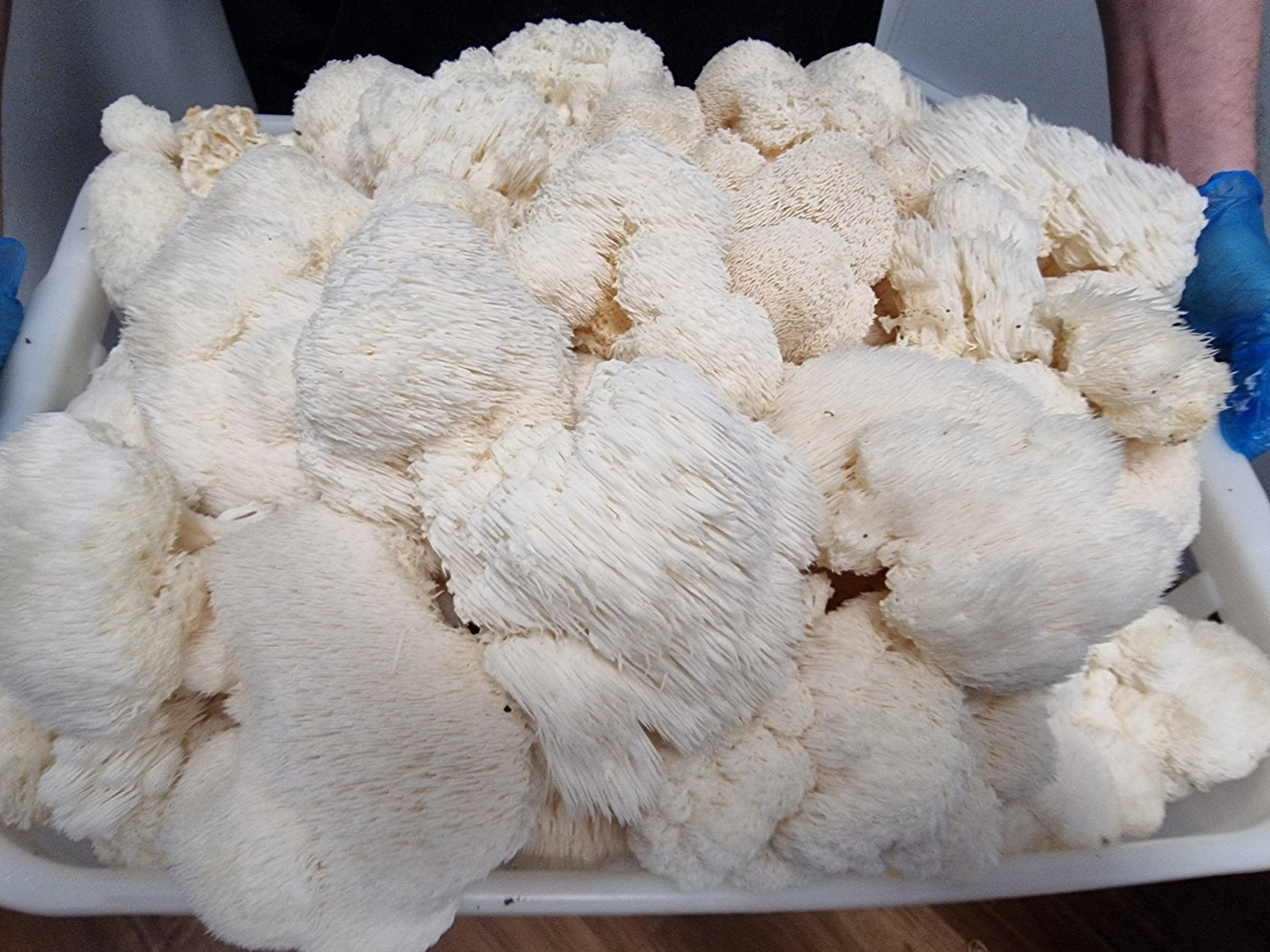 Freshly harvested Lion’s Mane mushrooms piled in a white plastic crate, showing dense white spines and fluffy texture ready for processing.